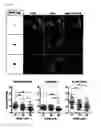 Fig. 31 - Real-time imaging sensor for measuring cellular thiol level