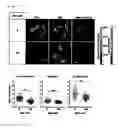 Fig. 32 - Real-time imaging sensor for measuring cellular thiol level