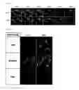 Fig. 35 - Real-time imaging sensor for measuring cellular thiol level
