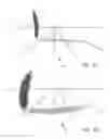 Fig. 06 - Hazard detection from a camera in a scene with moving shadows