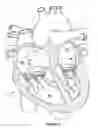 Fig. 06 - Native valve repair devices and procedures