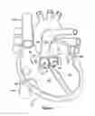 Fig. 02 - Native valve repair devices and procedures