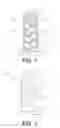 Fig. 02 - FEMALE CONDOM
