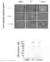 Fig. 01 - Small molecular Stemazole for promoting stem cell clonal formation and applications thereof