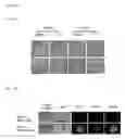 Fig. 02 - Small molecular Stemazole for promoting stem cell clonal formation and applications thereof