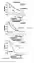 Fig. 45 - Method of treating renal cell carcinoma using N-(4-(6,7-dimethoxyquinolin-4-yloxy)phenyl)-N′-(4-fluorophenyl)cyclopropane-1,1-dicarboxamide, (2S)-hydroxybutanedioate