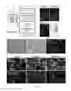 Fig. 05 - Method of promoting remyelination