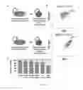 Fig. 06 - Method of promoting remyelination