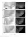 Fig. 11 - Method of promoting remyelination