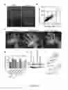 Fig. 16 - Method of promoting remyelination