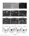 Fig. 27 - Method of promoting remyelination