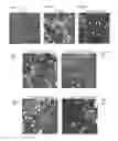 Fig. 07 - Use of Sigma-1 receptor agonist compounds