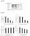 Fig. 07 - Bacterial inhibitors