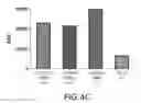 Fig. 07 - IL-15R ALPHA FORMS, CELLS EXPRESSING IL-15R ALPHA FORMS, AND THERAPEUTIC USES OF IL-15R ALPHA AND IL-15/IL-15R ALPHA COMPLEXES