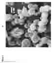Fig. 02 - Particulate formulations for enhancing growth in animals