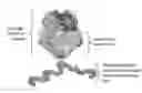 Fig. 01 - ISOFORM-SPECIFIC, CONTEXT-PERMISSIVE TGFB1 INHIBITORS AND USE THEREOF