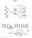 Fig. 02 - CELLS LABELLED WITH LIPID CONJUGATES AND METHODS OF USE THEREOF