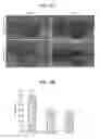 Fig. 11 - CELLS LABELLED WITH LIPID CONJUGATES AND METHODS OF USE THEREOF