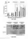 Fig. 09 - Methods for host cell homing and dental pulp regeneration