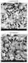 Fig. 02 - Bone substitute material