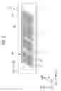 Fig. 04 - Flow-path member, liquid ejecting head and liquid ejecting apparatus