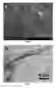 Fig. 02 - Graphene, preparation method thereof and supercapacitor electrode and supercapacitor containing the graphene