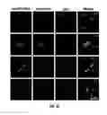 Fig. 09 - Polycation-Functionalized Nanoporous Silicon Carrier for Systemic Delivery of Gene Silencing Agents