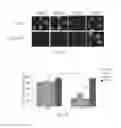Fig. 03 - RNA PRODUCTS AND USES THEREOF