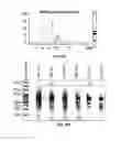 Fig. 46 - RNA PRODUCTS AND USES THEREOF