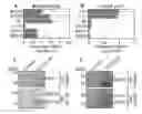 Fig. 01 - Increasing plant oil content by improving activity of acetyl-CoA carboxylase