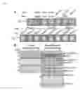 Fig. 04 - Increasing plant oil content by improving activity of acetyl-CoA carboxylase