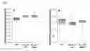 Fig. 20 - Increasing plant oil content by improving activity of acetyl-CoA carboxylase