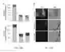 Fig. 24 - Nanodiamond particles and related devices and methods