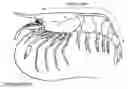 Fig. 01 - Aquaculture shrimps and methods for culturing same