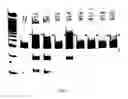 Fig. 09 - Genetically Edited Animal