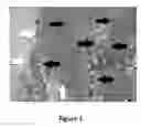 Fig. 02 - Method for the cryopreservation of high-viscosity biological samples