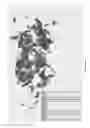 Fig. 02 - STABLE FLAVOR COMPOSITIONS CONTAINING MINT LEAVES