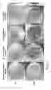 Fig. 09 - Method of generating bacterial compositions