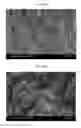 Fig. 08 - Method for manufacturing bone graft material and bone graft material manufactured thereby