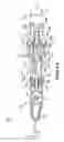 Fig. 09 - Bidirectional biomechanical prosthetic full finger configured for abduction and adduction with MCP pivot and multiple-finger ring