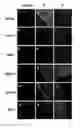 Fig. 01 - Pharmaceutical composition for preventing or treating degenerative brain disease