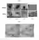 Fig. 02 - COMPOSITIONS AND METHODS FOR TREATING ALOPECIA