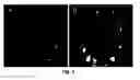 Fig. 06 - Biodegradable, antioxidant, thermally responsive injectable hydrogel and uses therefor