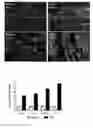 Fig. 01 - Method of targeting oncolytic viruses to tumors