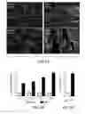 Fig. 02 - Method of targeting oncolytic viruses to tumors