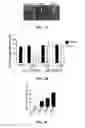 Fig. 06 - Method of targeting oncolytic viruses to tumors