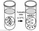 Fig. 01 - DELIVERY OF NUCLEIC ACIDS, PROTEINS AND SMALL MOLECULES IN VITREOUS VESICULAR BODIES