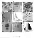 Fig. 08 - DELIVERY OF NUCLEIC ACIDS, PROTEINS AND SMALL MOLECULES IN VITREOUS VESICULAR BODIES