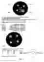 Fig. 02 - Lactic acid bacterial strains