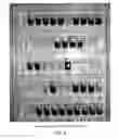 Fig. 08 - Lactic acid bacterial strains